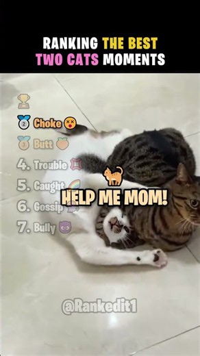 Ranking The Best Two Cats Core Moments! 🐈🐈‍⬛