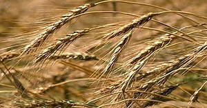 Kansas farmer indicted for crop loss insurance fraud