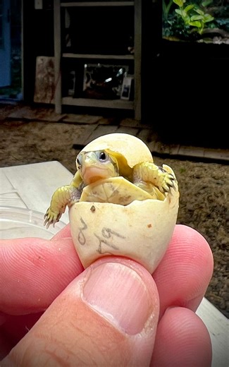 Welcome to the world little one! 🥹 Baby Florida box turtles are hatchling early here at Garden State Tortoise. They’ll stay in a controlled environment for up to a week as they straighten out and absorb their yolk sacs. They’re so tiny!!! They live for more than 100 years…😳#babyturtle #boxturtle #gardenstatetortoise #cutenessoverload #cuteanimals #babyanimals | Garden State Tortoise
