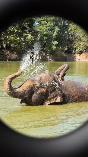 Field Issue 42 with Forrest Galante and Elephants - Vertical