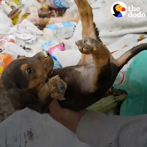 136M views · 2M reactions | This guy gave up everything he owned to save hundreds of stray dogs  | The Dodo | Facebook