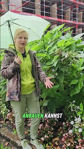 Tabak in Deutschland anbauen 🌿🇩🇪 | Tipps, Pflege & unsere Tabakmischung