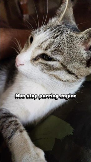 Non stop purring engine😂 Keep the volume high! #shorts #cat #cats #shortvideo #shortsfeed