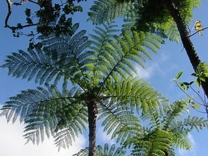Cyathea borbonica - Alchetron, The Free Social Encyclopedia