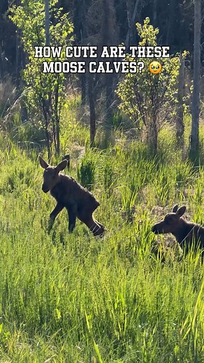 Cute moose ☺️ | Elk Wonderers