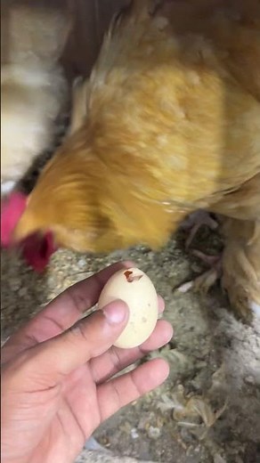 Broken egg - hen break her egg daily