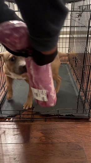 Pork Tenderloin: Nutritional Guide for Dogs and Owners