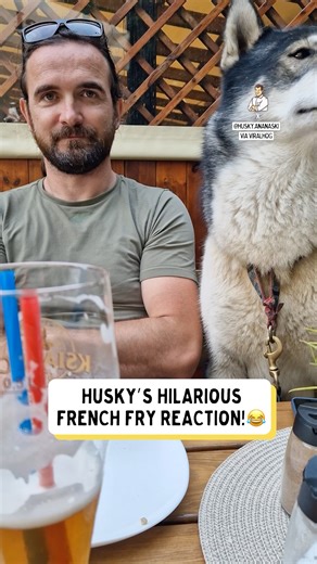 French fries just aren't this dogs thing 🍟🤣 | Dad Jokes