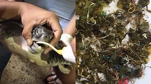 Autopsy of dead green sea turtle reveals its stomach full of plastic | Coconuts