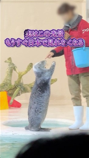 【衝撃】実はラッコは#鳥羽水族館でしか見られない #水族館 #youtubeshorts #ラッコ