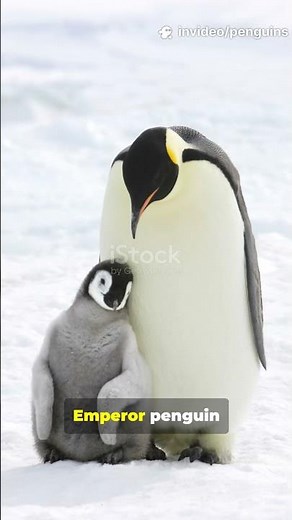 Penguin Facts You Won’t Believe