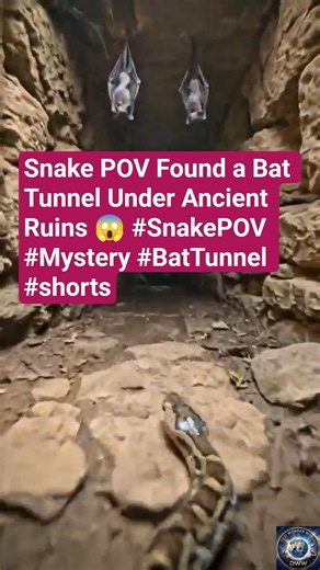 Snake POV Found a Bat Tunnel Under Ancient Ruins 😱 #SnakePOV #Mystery #BatTunnel #shorts