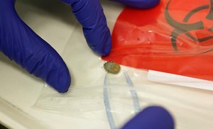 Ticks tested for disease in upbeat UConn lab video