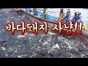이놈 때문에 난리다 난리여!! 이번엔 동해에서 터졌다 !/ Thousands of winter yellowtail!