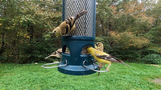 4.8K views · 655 reactions | American Goldfinch | Critter Cam | Facebook
