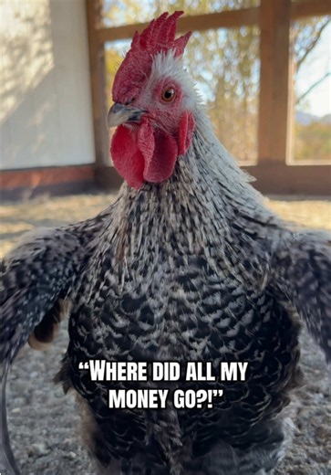 Every chicken keeper at one point. 🤷🏼‍♀️🤣👏🏻 #joke #backyardchickens #chickens #funny #fyp