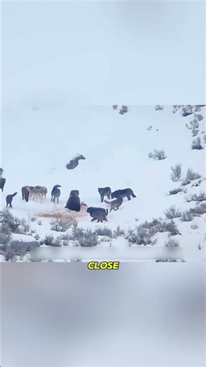 🐻 Dozens of Wolves vs Giant Black Bear — Who Wins This Wild Battle? 😱