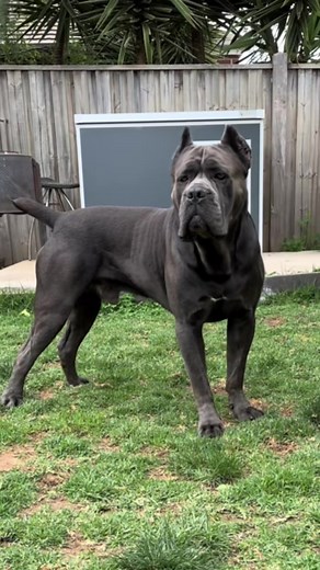 20 reactions | 轢#canecorso #fyp #fyp #foryou #dogsoftiktok #foryoupage #security #beast | Jana Aquilina | Facebook