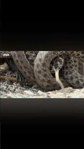 This Baby Iguana Escapes a Snake Ambush 😱 | Nature’s Craziest Chase