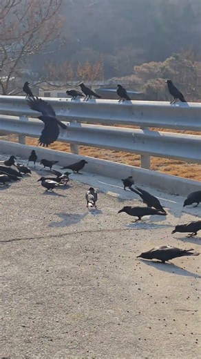 Feeding the crows on January 17, 2026