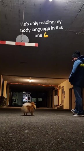 Impressive Dog Training Tricks with Pomeranian