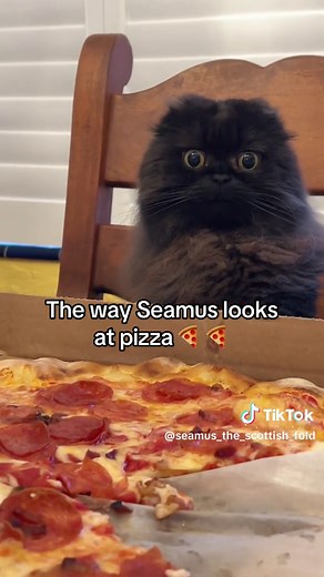 Adorable Scottish Fold Cat Loves Pizza | Cute Cat Video Compilation