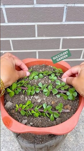 How to Propagate Succulents (Step-by-Step for Beginners)