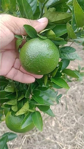 one-year-old mandarin tree