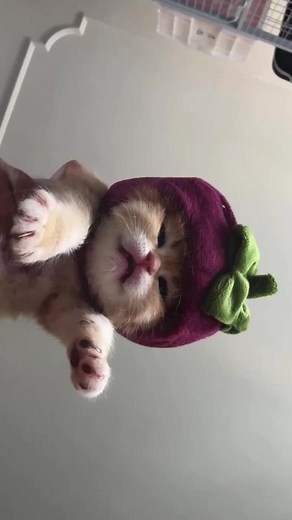 #cute #cat
