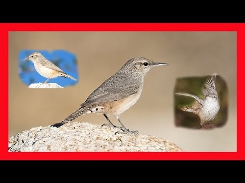 Rock Wren Song, Call, Rock Wren Call Rock Wren Sound -Ratona De Las Rocas Canto-Salpinctes Obsoletus