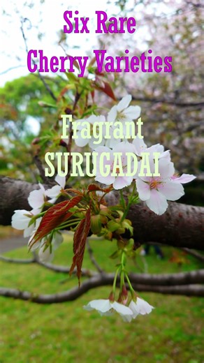 4K Six Rare Cherry Varieties Never Seen Before #4k #cherry #sakura #桜