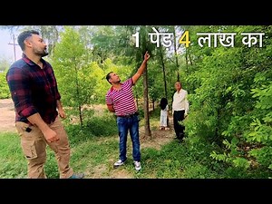 Did this farmer make the right decision by cultivating sandalwood on 5 acres?