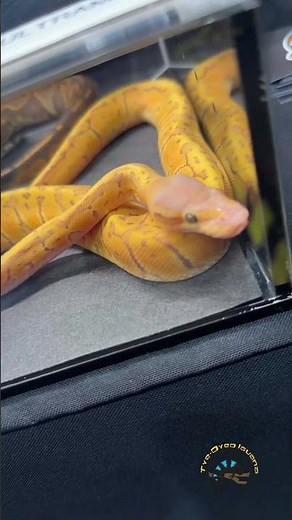 Finding the Most Beautiful Ball Python at NARBC! 🐍 #snake #wow #amazing #morph #pets