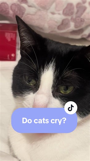 Do cats cry? #catsoftiktok #cats #cat #cattok #docatscry #fyp #fypシ゚ #foryоu #foryoupagе