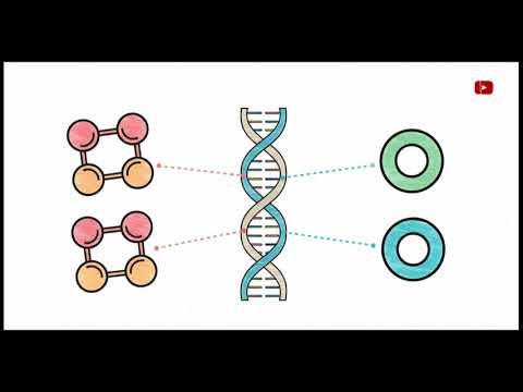 Principles of Inheritance and Variation class 12th Biology full chapter the science sutra