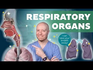 Respiratory Organs Anatomy: All You Need To Know!