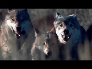 Blue Buffalo Wilderness Dog Food | Wolf Pack