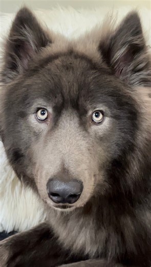 I can’t stop staring at him 🥹💙🐺 Wolfdogs are an advanced breed and I’ve got an entire YouTube channel with 1.3 million followers where I travel the world filming wolves, Wolfdogs breeds and powerful dog breeds such as flock guardians and protection dogs. It is an incredible source of real education and I suggest people subscribe (it’s free) then you can learn from true experts the world over rather than someone who has created a reel using ChatGPT. There’s nothing better than the real people 