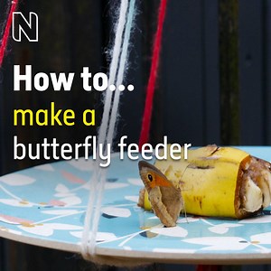 Attract beautiful butterflies with our easy-to-make fruit feeder. Put on a butterfly buffet and observe these intriguing insects. 🦋 Get tips for success and find out which butterfly species you're most likely to see: https://bit.ly/NHM-Butterfly-Feeder-Jun20 #NIW2020 #InsectWeek | Natural History Museum, London