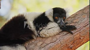 Close-up of a scared Black and white ruffed Lemur perched on a tree branch in Madagascar. The lemur's expressive eyes convey its nervousness in its natural habitat on sunny day. (4K)