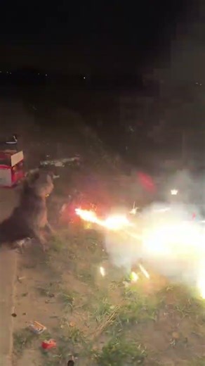 The dog s health points in front of firecrackers are 1000#Safe blasting#Fire cannons#Bully