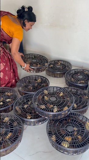 Sonali Chicks Male Female Separation🐥
