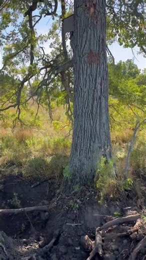 Pushing over big oak tree