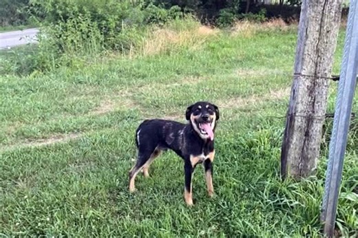 Sheriff's office investigating dog abandonment - Dubois County Free Press, Inc.