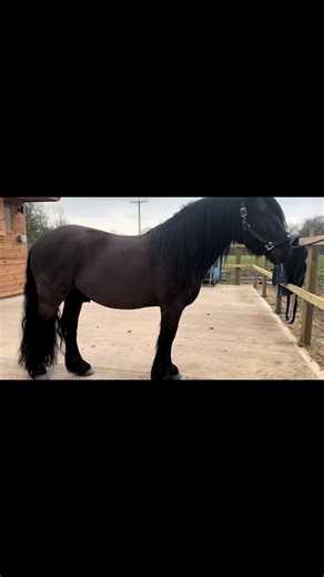 Fellacre Hubert having a pamper with the new @Hippo Showers #fellpony #equestrianlife #nativepony #showing #native