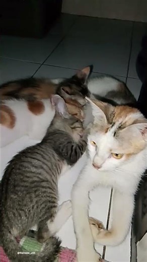 #catvideos#cutecat#cuteanimals#cutebaby#petlover#short#youtube#trending