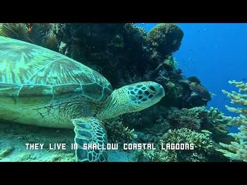 The shots that sunk my GoPro