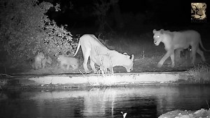 There have been lots of lions wandering around Naledi recently! Naledi Game Lodge - Bushcamp #cuteanimals #lions #bigfivesafari #bigfive #animals #wildlife #safariadventure #safariafrica #safari | Africam