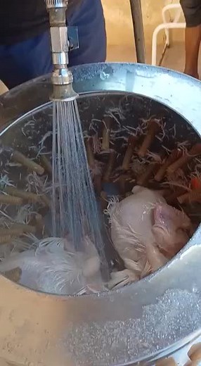 Efficient Chicken Plucker & Feather Remover Combo