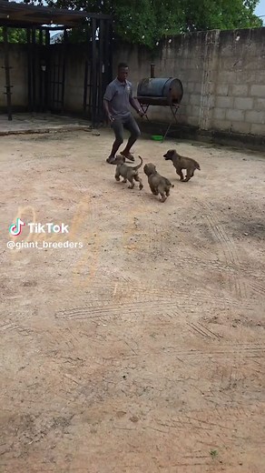 Caucasian Shepherd Puppies: A Guide for Owners